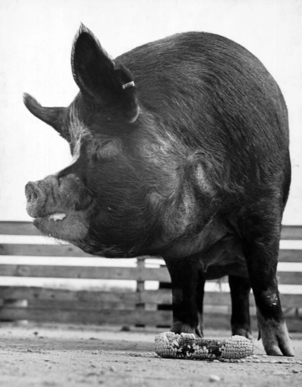 这个节日得到了美国中西部大多数州的相应，这一天大多数学校、动物园、养猪场都会进行一系列庆祝活动，来明确猪是人类驯化最早且最重要的动物。