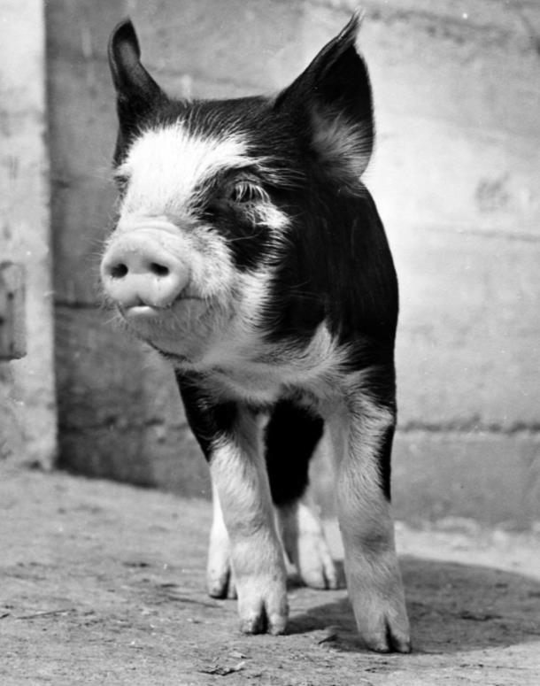 1972年，美国的艾伦·斯坦利和玛丽琳娜·拉夫决定，作为人类最早驯化的动物之一，养猪已经在人类历史中拥有了数千年历史，而猪也成为了人们生活中不可分割的一部分，所以理应设置一天作为猪猪节，于是她们把每年3月1日设为猪之日，以庆祝人类养猪。