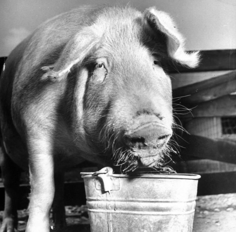 在猪之日时，一只忧伤的大猪在食槽前。