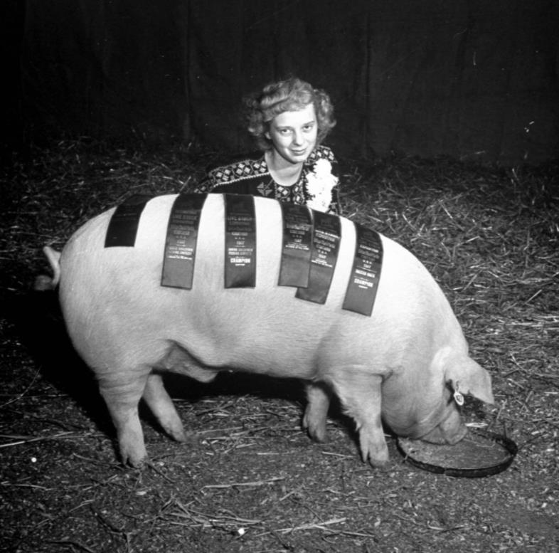 在猪之日上，一只获得多项选美冠军的约克夏猪身披多项彩带。