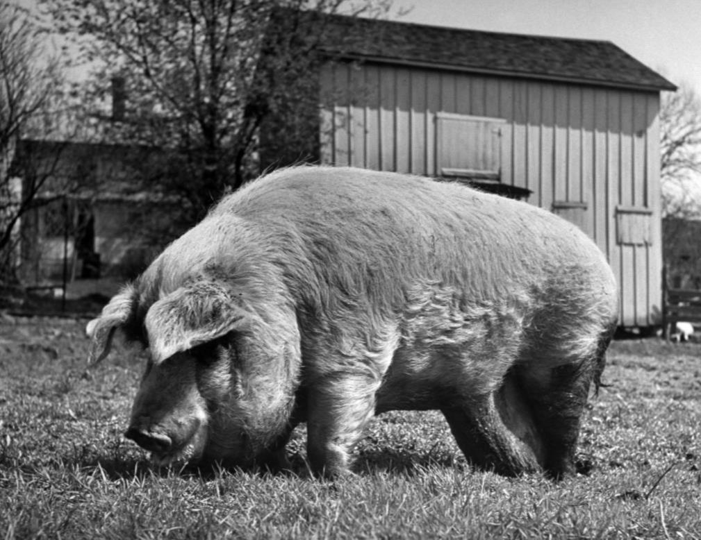一只大肥猪正在无忧无虑的散步。