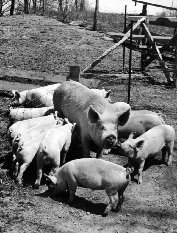 欢度养猪节：美国的猪之日