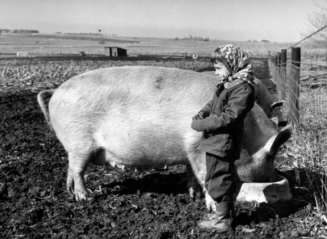 猪之日还影响到了日本，1998年日本鹿儿岛也把3月1日确定为猪猪节。