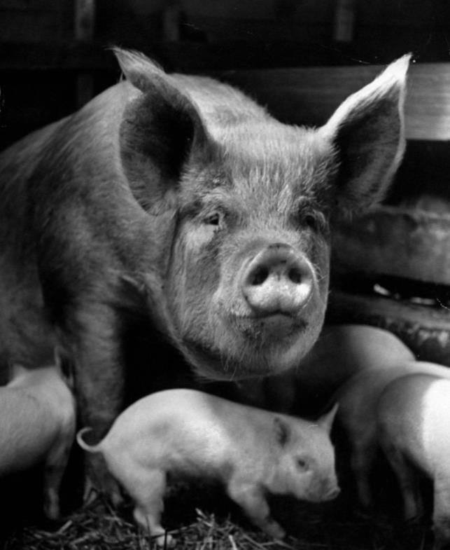 欢度养猪节：美国的猪之日