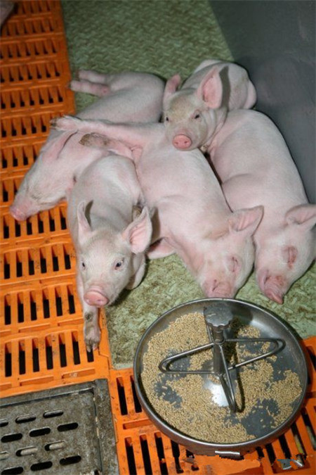 一群小猪仔，它们的日子就是在吃和睡中度过的。