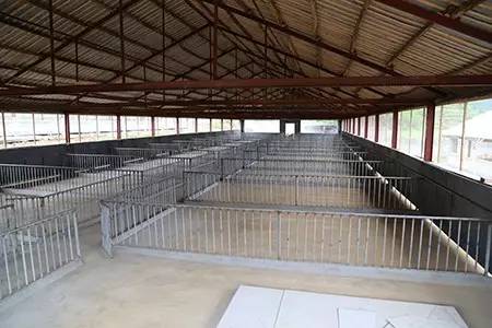 猪舍地面一定要高于舍外地面!有你想象不到的4大优点!