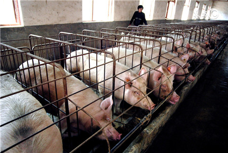 错误三：不隔离，就地治疗，猪生病有可能会传染给其他的猪