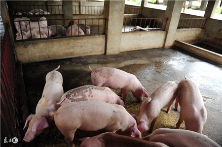 僵猪，可以注射生理盐水或者维生素B、葡萄糖等量。