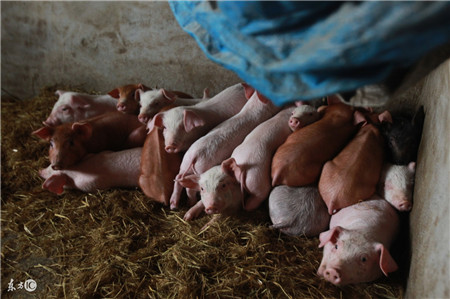 猪脓肿，用浸泡过热水的毛巾敷在患处，给予轻度热刺激，消散炎症。