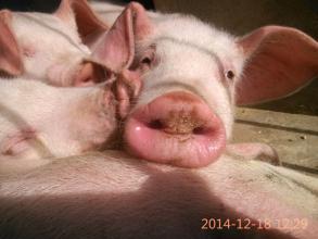 猪场环境条件对猪健康的影响