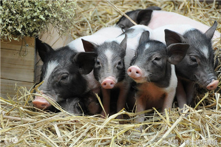 10种常见猪病的简单治疗方法，养殖户你会吗？