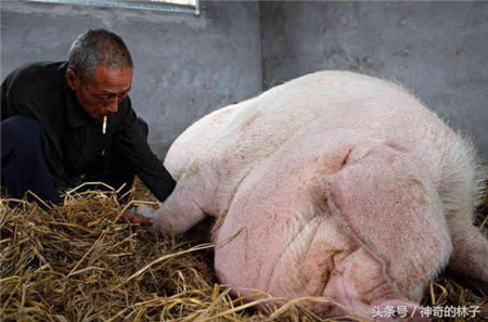 这就是老汉花了五年时间才养这么大的猪，这只猪的重量已经达到七百斤；整整五年时间