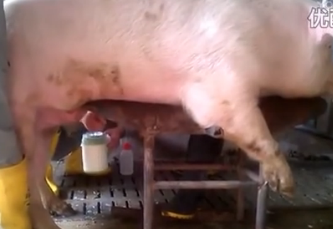 新人养猪场人工为公猪采集精液技术学习 新手养猪技术视频