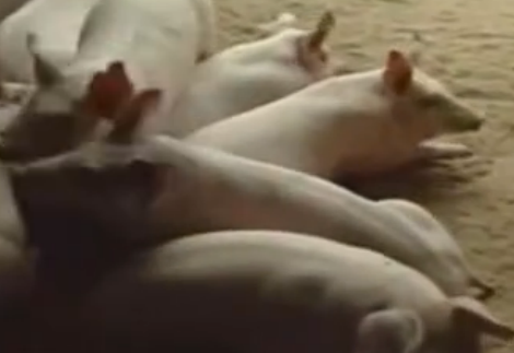 养猪场常见疾病控制--如何养猪新技术知识视频