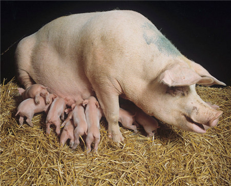 大白猪又叫大约克夏猪，原产于英国，以饲料转化率高、屠宰率高、适应力强而闻名于世界，是世界上最著名、分布最广的瘦肉型猪种，现在在中国的大白猪一般都是经过改良的，生长周期短、产肉率高、好饲养等。