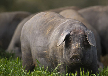 伊比利亚黑猪生活在西班牙的丛林地带或者原始森林当中，是一种纯天然无公害的猪，饿了会吃橡果、渴了会喝山泉，，由于其以橡果为食，因此用其肉做成的火腿具有橡果的香气，其脂肪成分为单一不饱和脂肪酸，与橄榄油类似，因此被叫做“行走的橄榄树”，具有极高的营养价值。