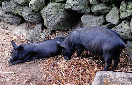 韩国有两个产猪的地区，一个是济州岛，一个是智异山，而这其中又以济州岛产的黑猪为好，由于是自由放养，因此是一种无公害的猪，是当地的一种特产，由于产量低，因此价格比较高，即便如此到济州岛旅游的人们还是争先恐后的去品尝这一猪肉。