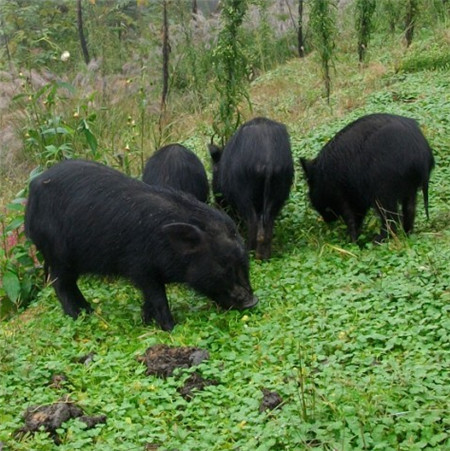 藏香猪是一种优质的地方猪种，在饲养的过程中能够有效的适应生长环境和饲养方式，具有悠久的饲养历史，由于属于放养猪型，加之以天然野生可食性植物及果实为食，因此藏香猪有着极高的营养价值，尤其猪皮更是有着极高的价值。
