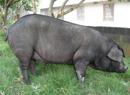 太湖猪产自我国江淮地区太湖流域，是世界上已知的产仔数最多的猪种，它们体型中等，有着宽大的耳朵，全身毛较稀疏，由于太湖猪出瘦肉率高，所以一直是江淮地区的优势猪种。
