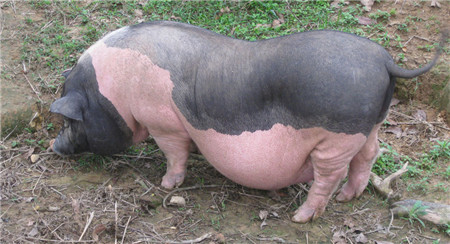 陆川猪是中国的八大名猪之一，有着悠久的历史，因产于广西东南部的陆川县而得名，陆川猪属于脂肪型种猪，含有中性脂肪和胆固醇，除此之外陆川猪的蛋白质含量极高，含有丰富的氨基酸，由于产仔率低，现在陆川猪的数量还不能满足市场的需求。