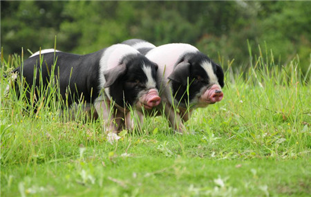 金华猪又叫金华两头乌，是我国著名的优势猪种之一，原产于浙江义乌、金华、东阳等地，由于头部和臀部为黑色，其余地方为黑色，因此得名“两头乌”，由于其肉质鲜美、肉间脂肪含量高，因此被用来腌制火腿，著名的金华火腿原材料就是金华猪。