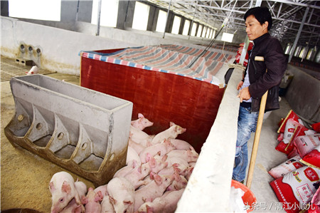 独腿猪倌养2500头猪，欠款150万办猪场，自强创业让人钦佩！