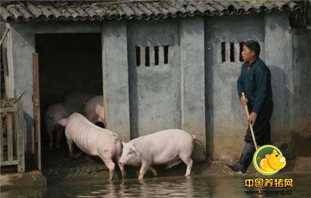 养猪在农村并不稀奇，很多农村以养猪为生计。