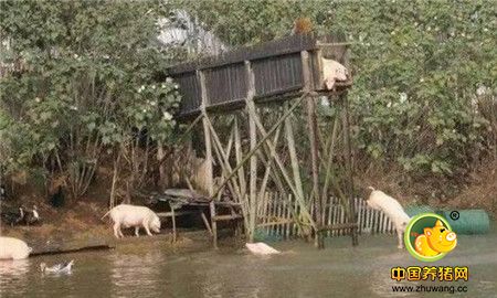 大爷养的猪会跳水，而且是从三四米的台上降落，这倒是一件新鲜的事。