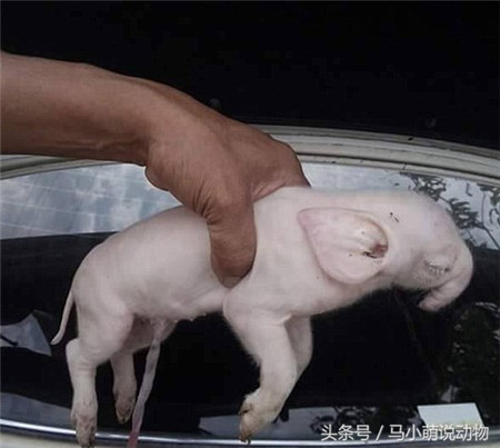 柬埔寨的一个村庄里，村民家的猪生了七只小猪，可是其中一只十分奇怪引起了村民的注意。