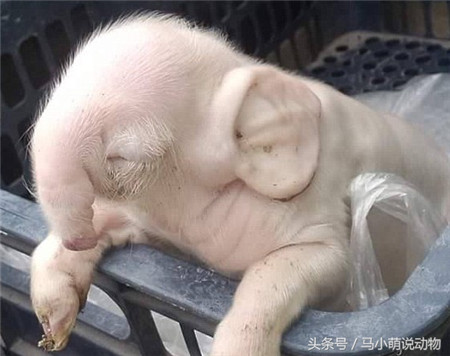这只小猪长得非常奇怪，就像是猪跑去和大象结合了！小猪的鼻子长长的，不知道叫猪还是叫象了。