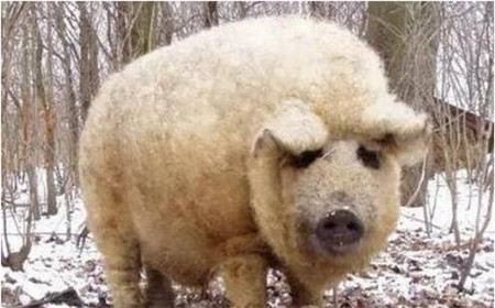 世界上最贵的猪，是披着羊皮的猪！