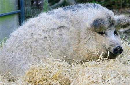 不过,据说这种卷毛猪是一种极为稀有的古老物种,且在很多地方已经灭绝,只有原产地仍有为数不多的卷毛绵羊猪。产量不多的它们,已经是濒危古老猪类了。