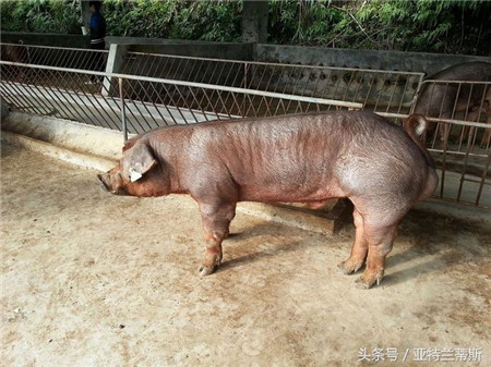 肥头大耳一直是我们对猪的印象 ，似乎猪就应该是圆润的四肢 圆滚滚的肚子 而世界上却有那么一种猪 并没有肥胖的身体 而是一身壮实的腱子肉