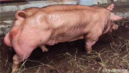 这种猪相比 常见猪头部较小 耳朵始终 臀部圆润