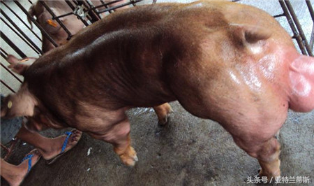杜洛克猪 这是一种美国猪 是由多种美国猪杂交出来的