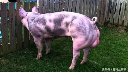 1880年这种猪的品种确认 是世界上著名的瘦肉猪之一 外形酷似野猪