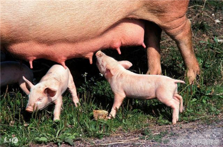 这几个措施居然可以减少母猪产程长！