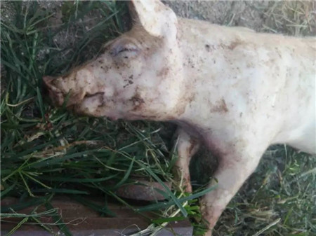 钱花了,猪死了!对于呼吸道表情你考虑过这些手机包怎样扣扣一组问题导入图片