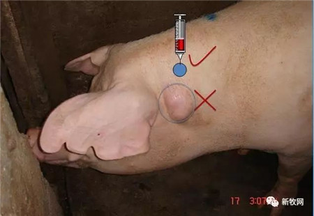 注射免疫要求疫苗注入猪只深部肌肉,因此,颈部肌肉注射的位点,注射