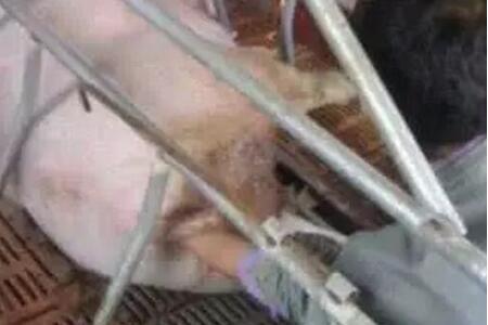 给母猪助产就是把手伸进去,把猪掏出来那么简单?