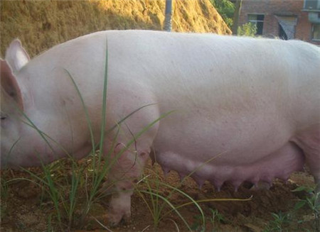 一位农村老汉家里养了一只母猪，可是有一天这只母猪突然走失了，过了三天三夜这只野猪才从野外自己回来了