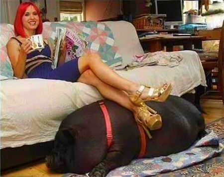 女主人在家的时候，黑猪就跟别的宠物猪一样，非常乖巧的呆在女主人脚边。