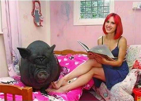 因为每天都会被女主人清洗的很干净，累了的时候黑猪甚至可以在床上休息。