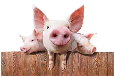 16省市实施了严格的禁运措施 多地受疫情影响猪价下跌