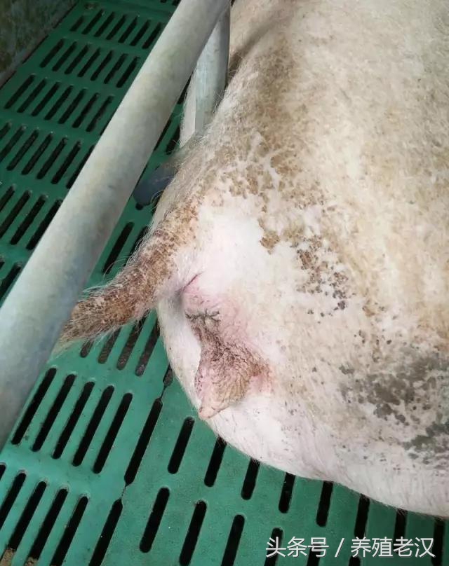 母猪臀部外表脏，外部寄生虫的变现
