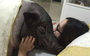 很多网友看到后纷纷表示：人活得不如猪啊。这只猪还有一个不符合它性别的名字-如花。