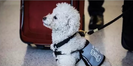 前不久，旧金山机场推出了一项计划，让受过训练的狗狗到候机厅去，给乘客带来欢乐。
