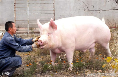 猪价上涨 养猪人 涨价猛烈5省猪价上涨，养猪人：让涨价来得更猛烈些吧！