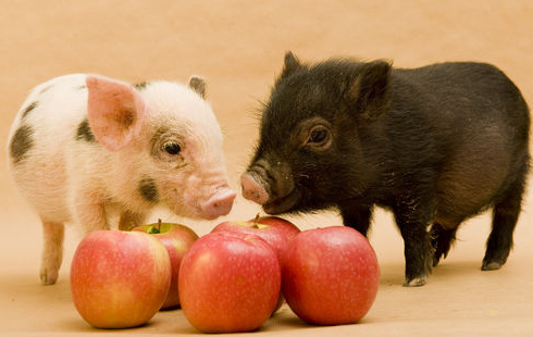 到明年，养猪仍能赚取300元每头的净利润吗？