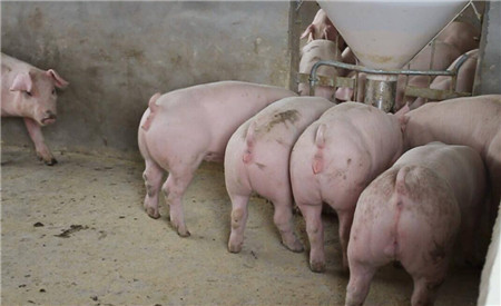 对子宫炎母猪在发情稳定后，灌150毫升妇炎洁后注射1支缩宫素，2小时后注射促排3号后马上配种。